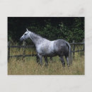 Buscar excelente postales Caballo
