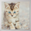Buscar ojos de gatos posters Gatitos