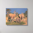 Buscar elefante colorido lienzos General y unisex