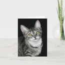 Buscar gatito del tabby tarjetas Tabú