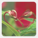 Buscar begonias pegatinas Naturaleza