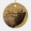 Buscar alces del toro Naturaleza