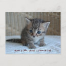 Buscar adopte postales 9 º gata