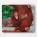 Buscar borneo alfombrillas de raton Orangután