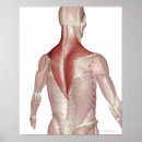 Buscar cuello humano posters Vertical