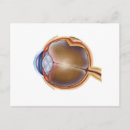 Buscar anatomía humana postales Arteria retiniana