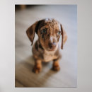Buscar dachshund lindo posters Perro de pura raza