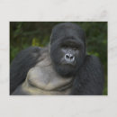 Buscar dorso postales África