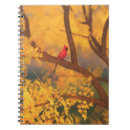 Buscar cardenal rojo cuadernos Árbol
