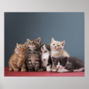 Buscar piel animal posters Gatito