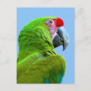 Buscar loros verdes postales Animales