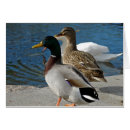 Buscar patos del parque Aves acuáticas