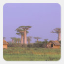 Buscar baobab pegatinas Puesta de sol