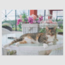 Buscar gato del gatito papel de seda Felino