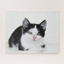 Buscar gatitos blancos y negros puzzles Para todos