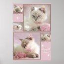 Buscar blue cat arte Ragdoll
