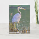 Buscar garza de gran azul tarjetas Fotografía