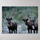 Buscar greg posters Vida silvestre