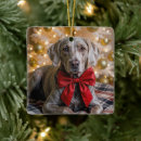 Buscar weimaraner adornos Festivo
