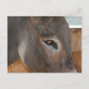 Buscar burro lindo postales Granja