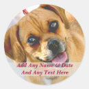 Buscar imagen del perro pegatinas Foto