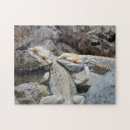 Buscar barbas puzzles Gecko