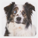 Buscar aussie pegatinas Perro