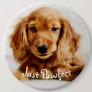 Buscar cocker spaniel chapas Perro