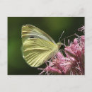 Buscar polilla postales Bugs