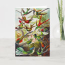 Buscar haeckel de ernst tarjetas Colibrí