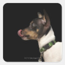 Buscar lengua pegatinas Animales