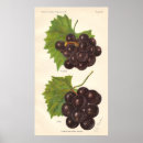 Buscar uvas verdes posters Viñedo