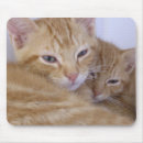 Buscar gato anaranjado alfombrillas de raton Tabby