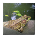 Buscar lagarto azulejos Naturaleza