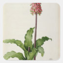 Buscar capensis Flor