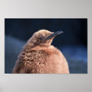 Buscar pingüino de rey posters Marrón