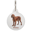 Buscar setter irlandés Cachorro