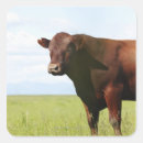 Buscar carne de vaca pegatinas Agricultura