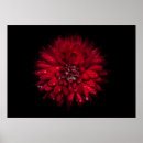 Buscar luminosidad posters Naturaleza