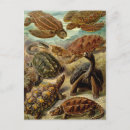 Buscar tortugas postales Naturaleza