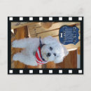 Buscar perro blanco postales Vacaciones