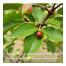 Buscar mariquitas posters General y unisex