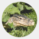 Buscar monitor pegatinas Lagarto