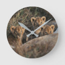 Buscar león africano relojes de pared Safari