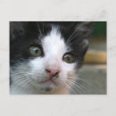 Buscar felis Gatos