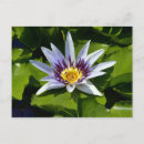 Buscar nymphaea postales Flor