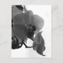 Buscar botanicals postales Flores