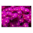 Buscar aster Flor