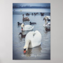 Buscar cisne blanco posters Para ellos
