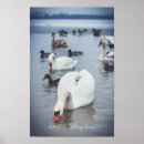 Buscar cisnes posters Para ellos